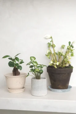 Danskavlede Planter^PLANT Julerose
