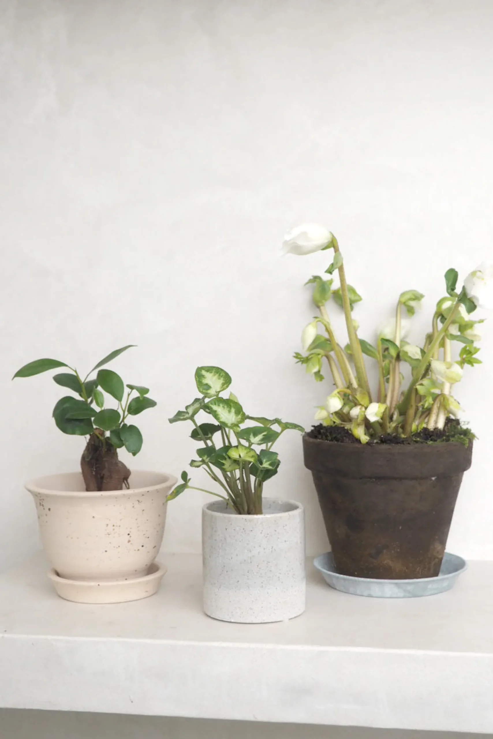 Danskavlede Planter^PLANT Julerose