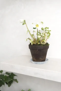 Danskavlede Planter^PLANT Julerose