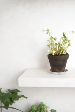 Danskavlede Planter^PLANT Julerose