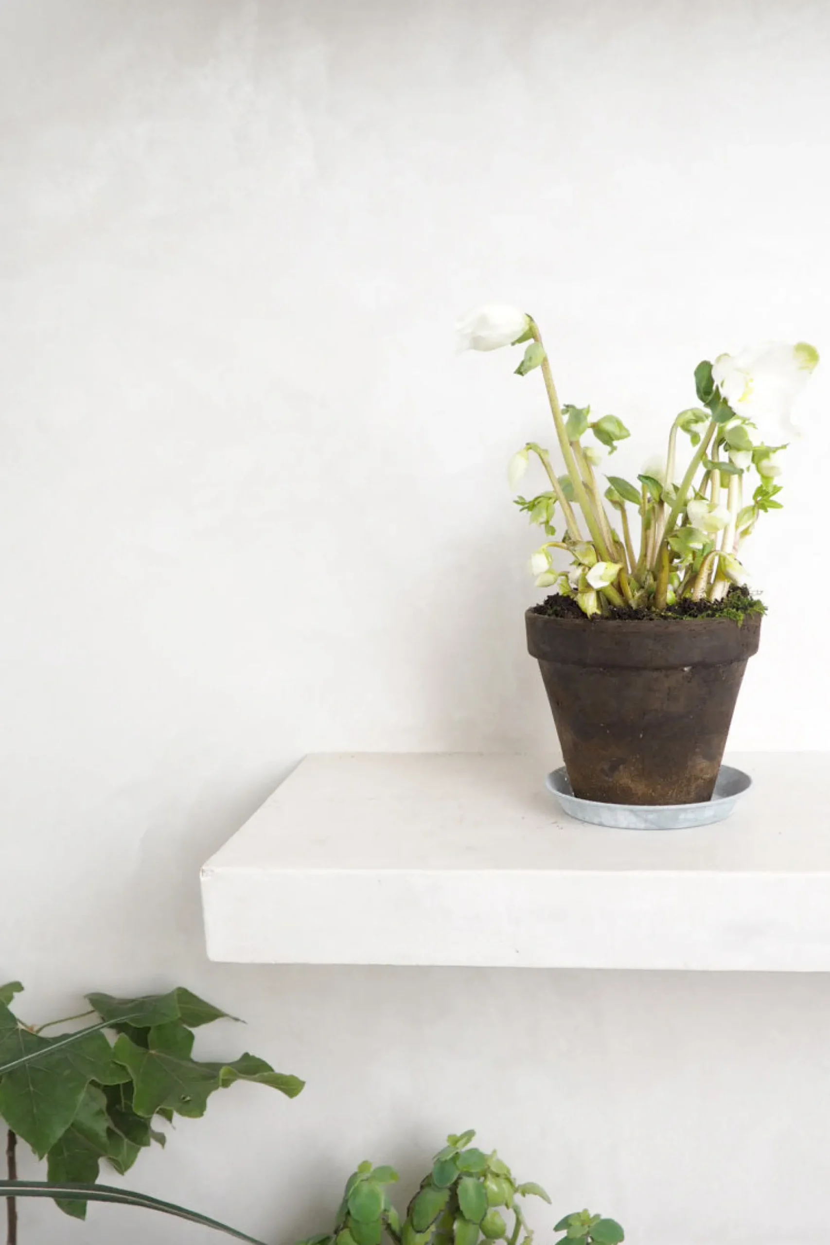 Danskavlede Planter^PLANT Julerose