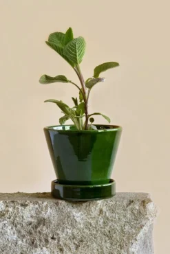 Mellem|Lille^PLANT Julie - Emerald Green