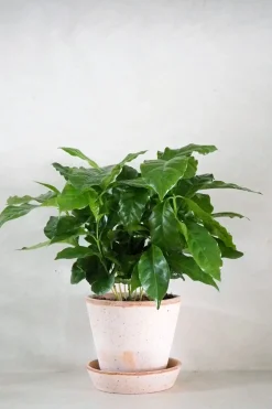 Tropiske Planter^PLANT Kaffetræ - Coffee Arabica