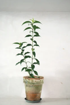 Danskavlede Planter^PLANT Kinesisk liguster