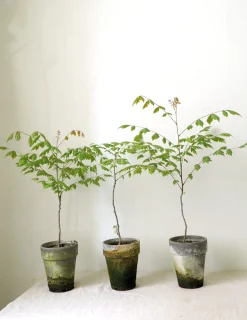 Danskavlede Planter^PLANT Kinesisk træ