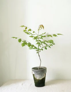 Danskavlede Planter^PLANT Kinesisk træ