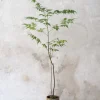 Danskavlede Planter^PLANT Kinesisk træ, medium