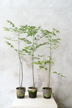 Danskavlede Planter^PLANT Kinesisk træ, medium