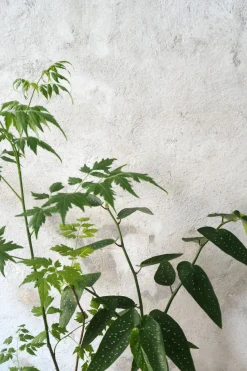 Danskavlede Planter^PLANT Kinesisk træ, medium
