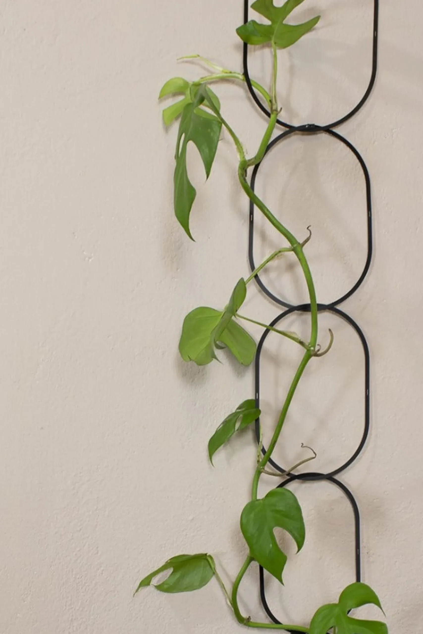 Plantestøtter^PLANT Klatrestøtte, sort