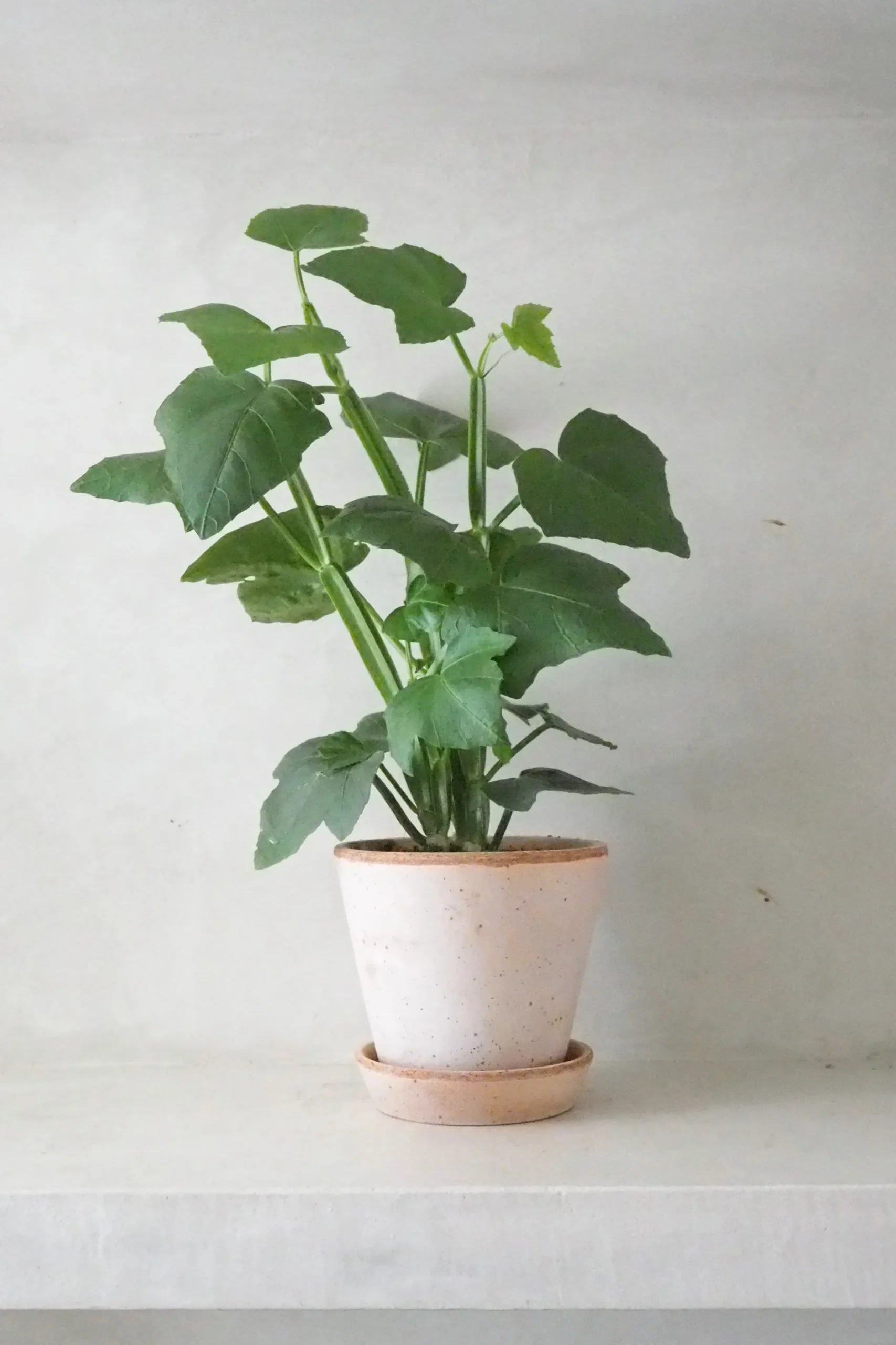 Tropiske Planter^PLANT Knoglee