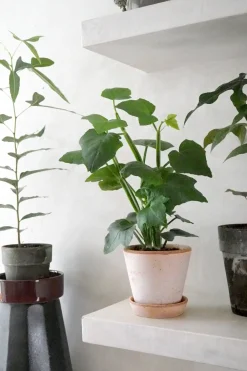 Tropiske Planter^PLANT Knoglee