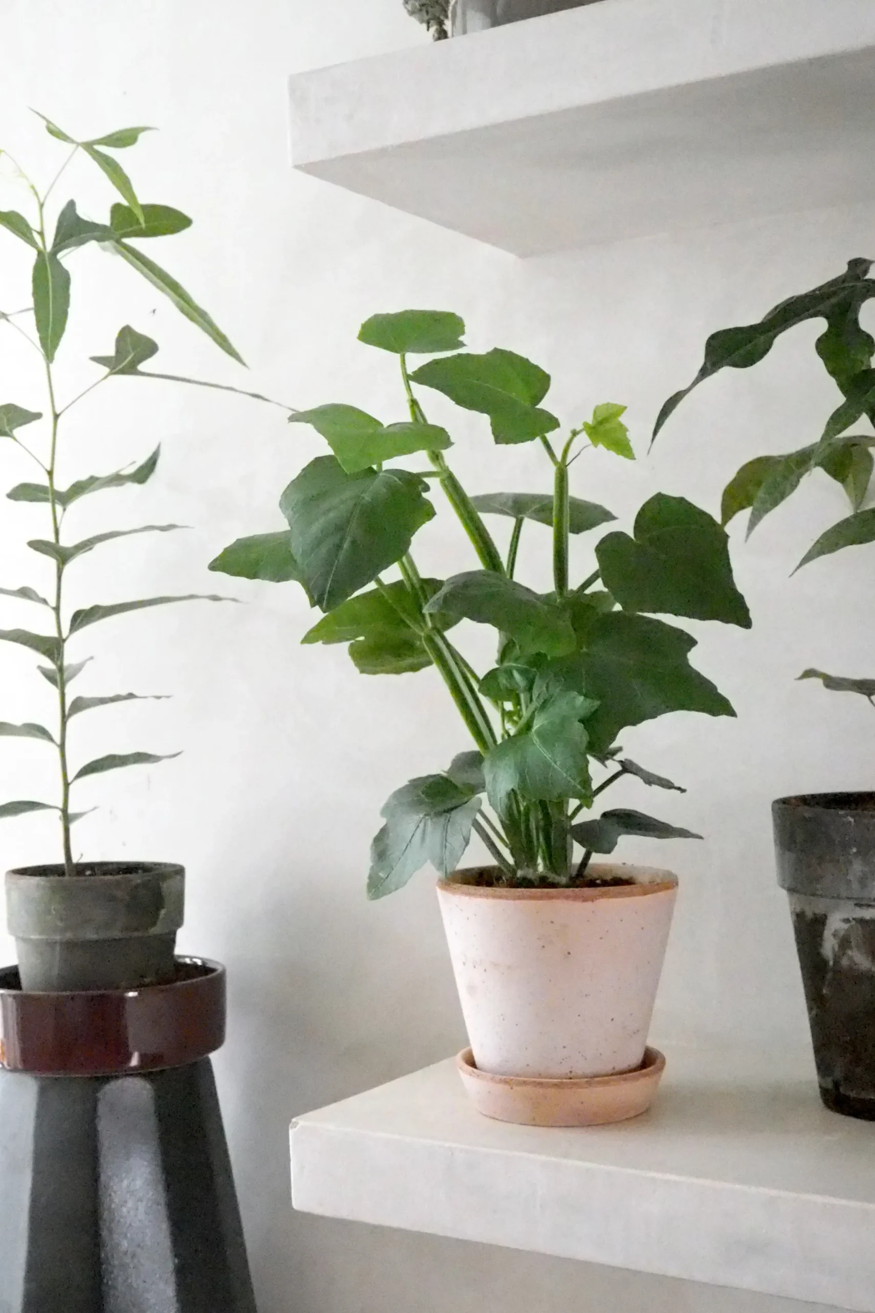 Tropiske Planter^PLANT Knoglee