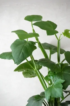 Tropiske Planter^PLANT Knoglee