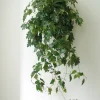 Hængeplanter|Tropiske Planter^PLANT Kongevin