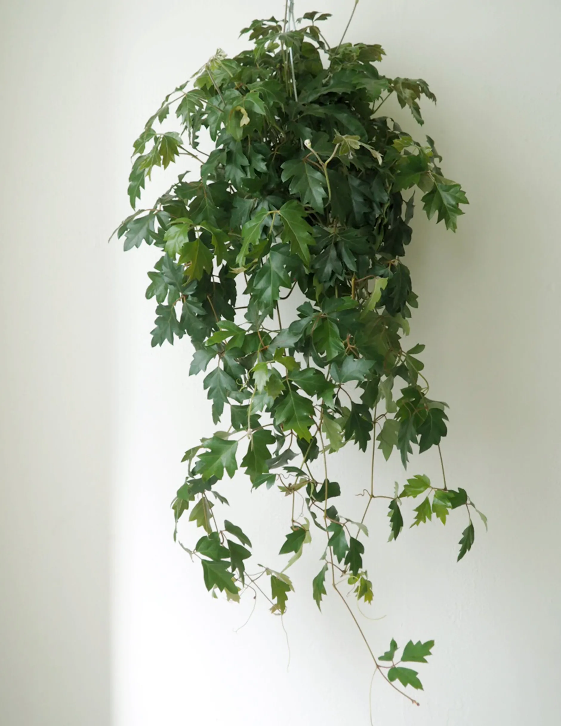 Hængeplanter|Tropiske Planter^PLANT Kongevin