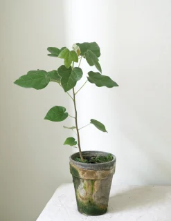 Danskavlede Planter|Kærlighedstræer^PLANT Kærlighedstræ (Fingerblad)