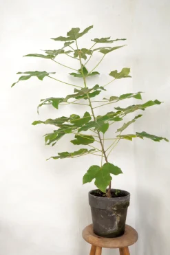 Danskavlede Planter|Kærlighedstræer^PLANT Kærlighedstræ (Fingerblad) medium