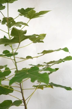 Danskavlede Planter|Kærlighedstræer^PLANT Kærlighedstræ (Fingerblad) medium