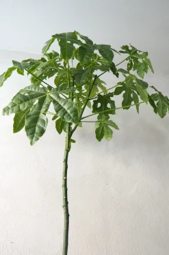 Danskavlede Planter|Kærlighedstræer^PLANT Kærlighedstræ (Fingerblad) stor
