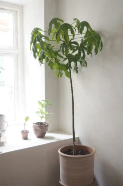 Danskavlede Planter|Kærlighedstræer^PLANT Kærlighedstræ (Fingerblad) stor