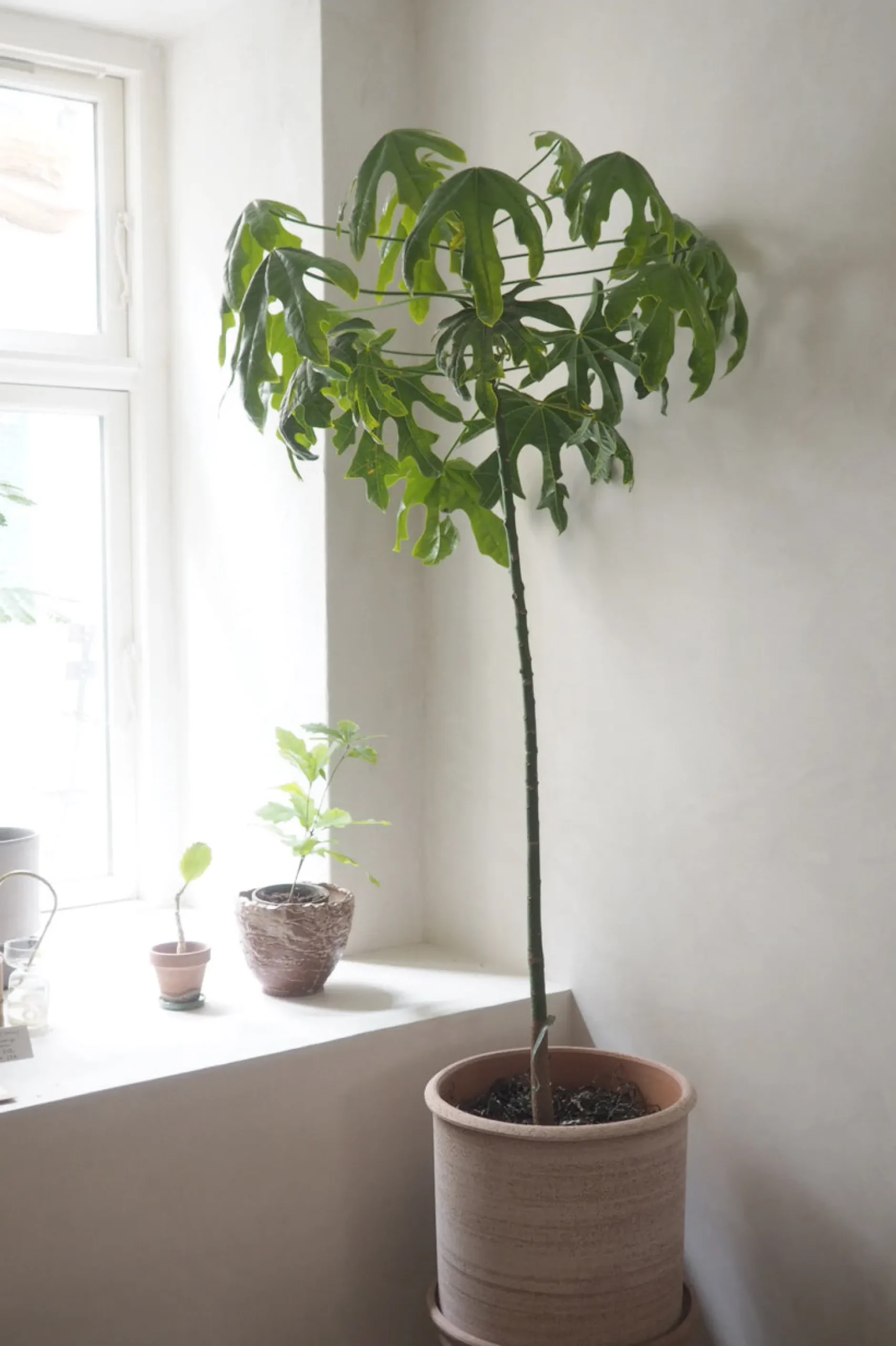 Danskavlede Planter|Kærlighedstræer^PLANT Kærlighedstræ (Fingerblad) stor