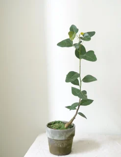 Danskavlede Planter|Kærlighedstræer^PLANT Kærlighedstræ (Hjerteblad)