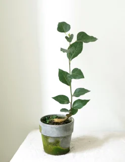 Danskavlede Planter|Kærlighedstræer^PLANT Kærlighedstræ (Hjerteblad)