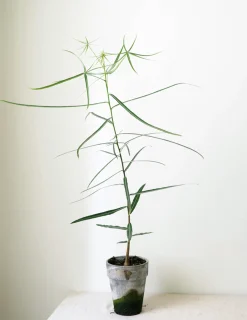 Danskavlede Planter|Kærlighedstræer^PLANT Kærlighedstræ (Stjerneblad)