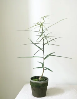 Danskavlede Planter|Kærlighedstræer^PLANT Kærlighedstræ (Stjerneblad)