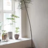 Danskavlede Planter|Kærlighedstræer^PLANT Kærlighedstræ (Stjerneblad) Stor