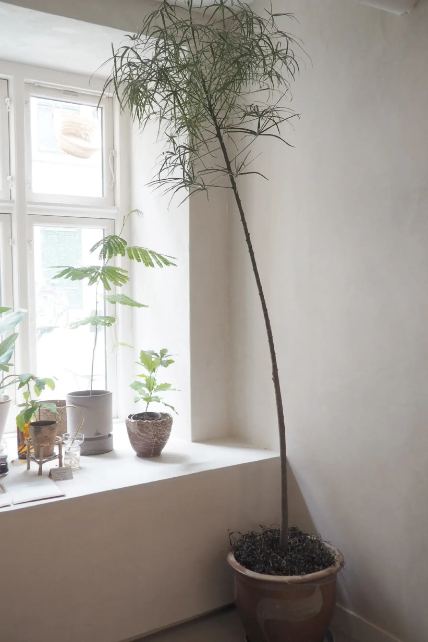 Danskavlede Planter|Kærlighedstræer^PLANT Kærlighedstræ (Stjerneblad) Stor