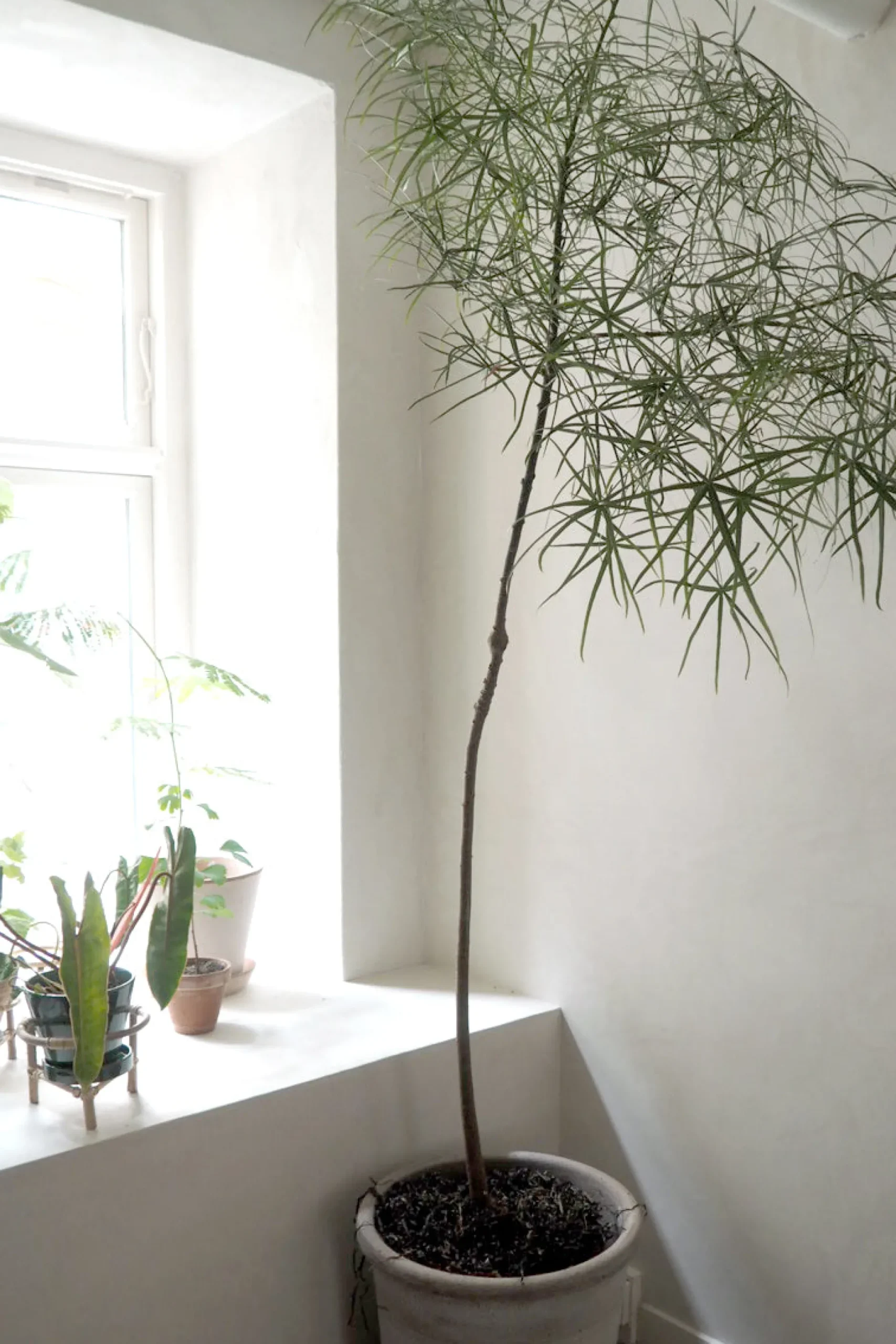 Danskavlede Planter|Kærlighedstræer^PLANT Kærlighedstræ (Stjerneblad) Stor