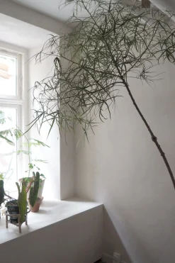 Danskavlede Planter|Kærlighedstræer^PLANT Kærlighedstræ (Stjerneblad) Stor
