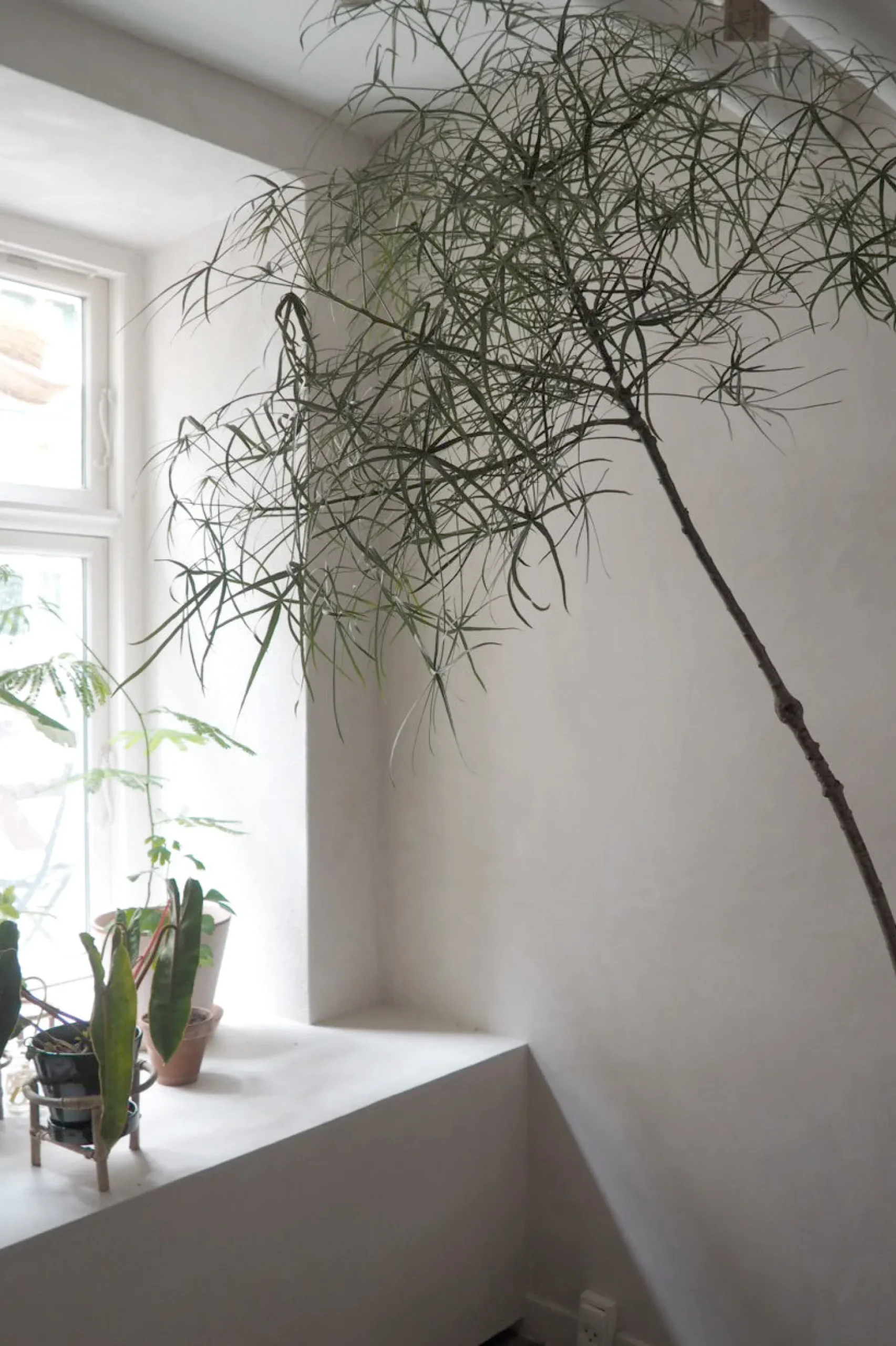 Danskavlede Planter|Kærlighedstræer^PLANT Kærlighedstræ (Stjerneblad) Stor