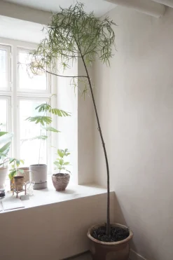 Danskavlede Planter|Kærlighedstræer^PLANT Kærlighedstræ (Stjerneblad) Stor