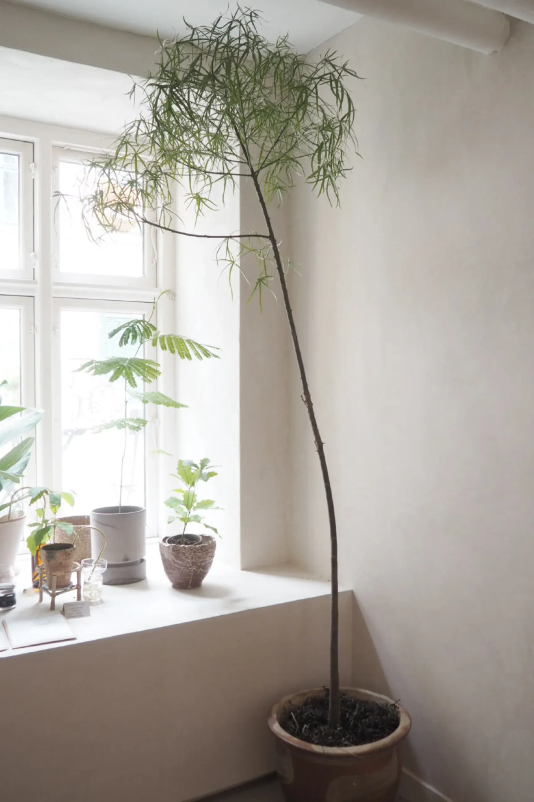 Danskavlede Planter|Kærlighedstræer^PLANT Kærlighedstræ (Stjerneblad) Stor