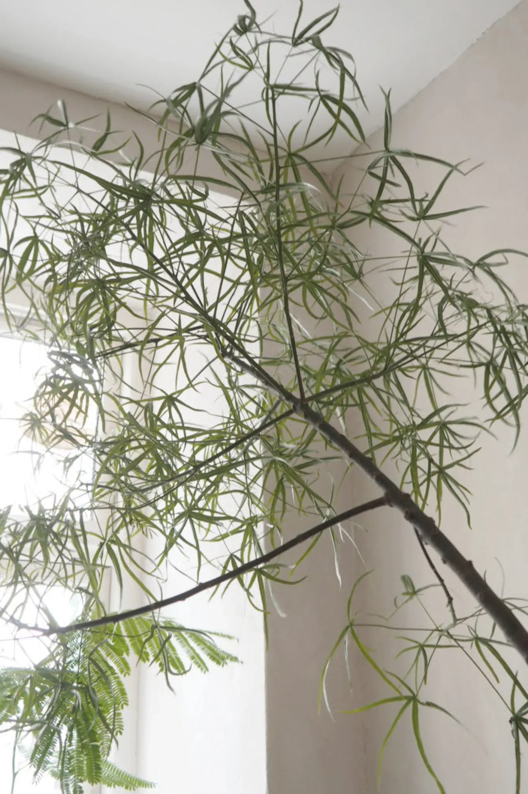 Danskavlede Planter|Kærlighedstræer^PLANT Kærlighedstræ (Stjerneblad) Stor