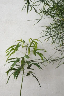 Danskavlede Planter|Kærlighedstræer^PLANT Kærlighedstræ (Trefod)