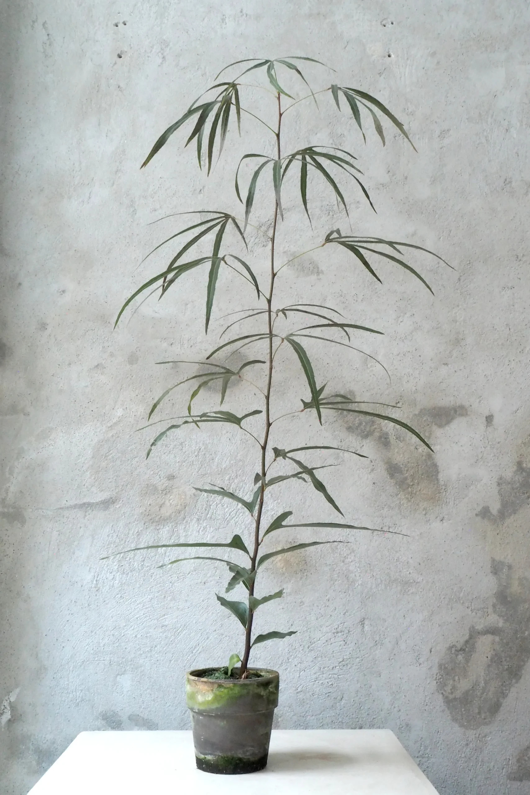 Danskavlede Planter|Kærlighedstræer^PLANT Kærlighedstræ (Trefod) medium