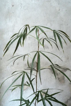 Danskavlede Planter|Kærlighedstræer^PLANT Kærlighedstræ (Trefod) medium