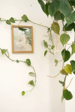 Plantestøtter^PLANT Leafy Clips