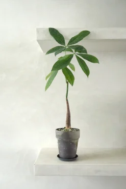 Danskavlede Planter^PLANT Lykkekastanje Japandi