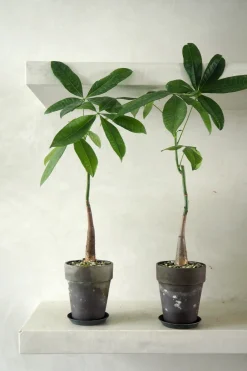 Danskavlede Planter^PLANT Lykkekastanje Japandi