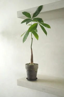 Danskavlede Planter^PLANT Lykkekastanje Japandi