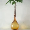 Planter I Vand|Tropiske Planter^PLANT Lykkekastanje Japandi i glas