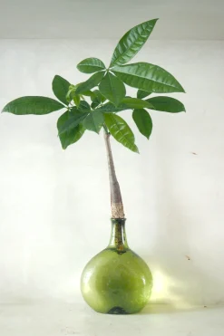 Planter I Vand|Tropiske Planter^PLANT Lykkekastanje Japandi i glas, grøn