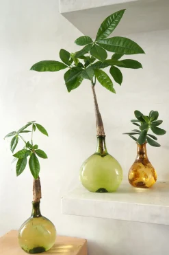 Planter I Vand|Tropiske Planter^PLANT Lykkekastanje Japandi i glas, grøn