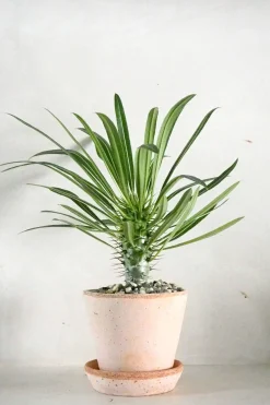 Ørkenplanter Og Knoldplanter^PLANT Madagaskar Palme
