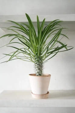 Ørkenplanter Og Knoldplanter^PLANT Madagaskar Palme, stor